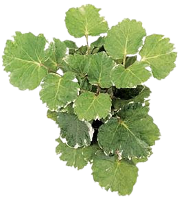 Balfour Aralia Bush